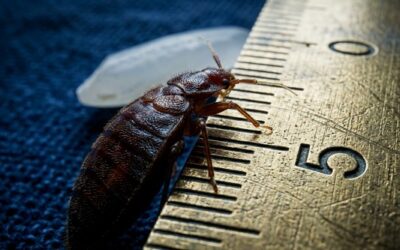 Taille d’une punaise de lit : quelle est sa taille par stade ?