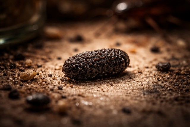 à quoi ressemble crotte de cafards