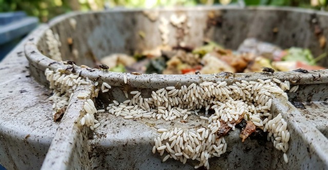 amas d’œufs de mouches, blancs, allongés, collés