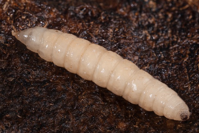 caractéristique de la larve de mouche