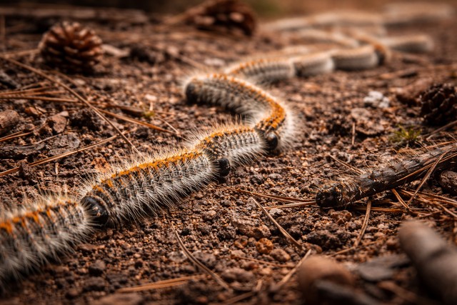 chenille processionnaire au sol