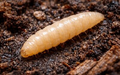 Larve de mouche : identification, localisation et éradication
