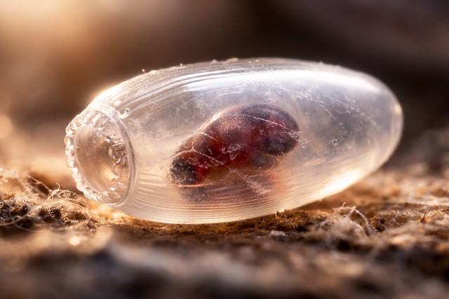 œuf de punaise de lit en détail