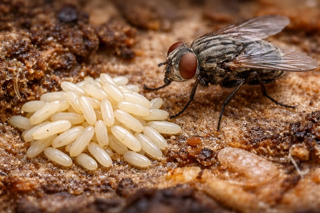 œufs de mouche œufs de mouche