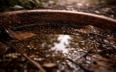 Œufs de moustiques : repérage et élimination durable