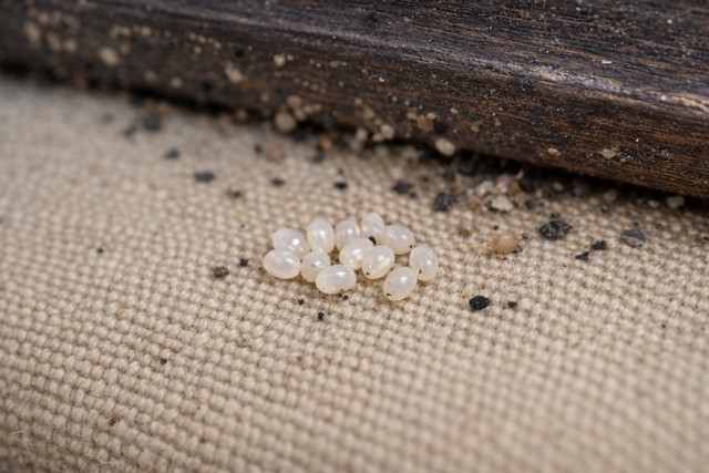 Œufs de punaises de lit