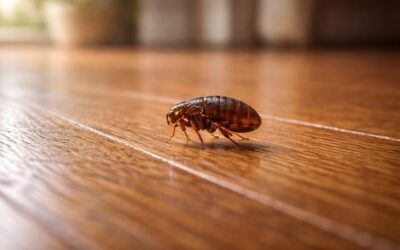 Puces de parquet : identification, causes et élimination des nuisibles