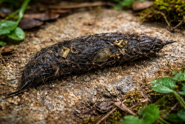 reconnaître crotte de fouine