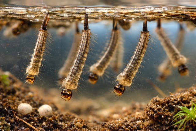 reconnaître les larves de moustique
