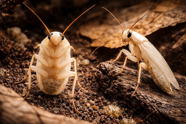 reconnaître un cafard blanc