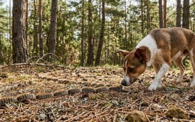 Chenilles processionnaires et chien : risques, symptômes et soins