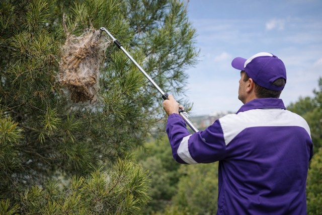Élimination des chenilles processionnaires sur pin