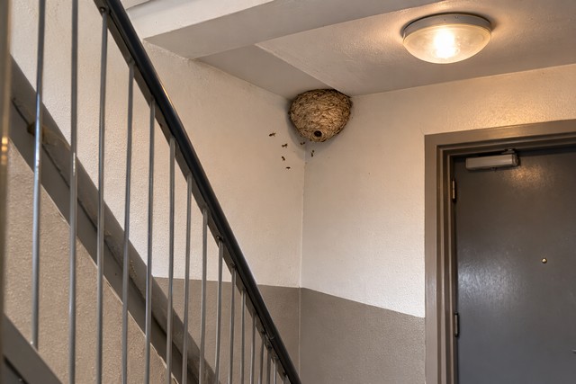 Escalier avec nid de guêpes