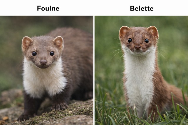 Fouine et belette