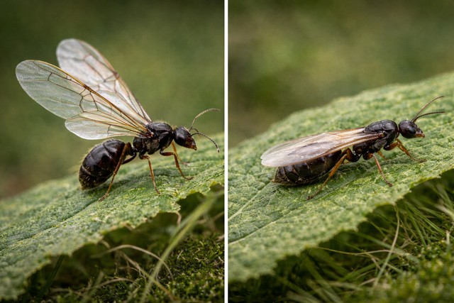 Fourmis ailées