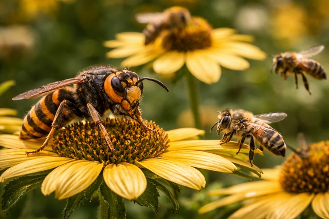 Frelon asiatique, prédateur d'abeille