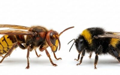 Frelon ou bourdon : les reconnaître facilement