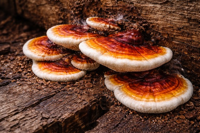 Ganoderma