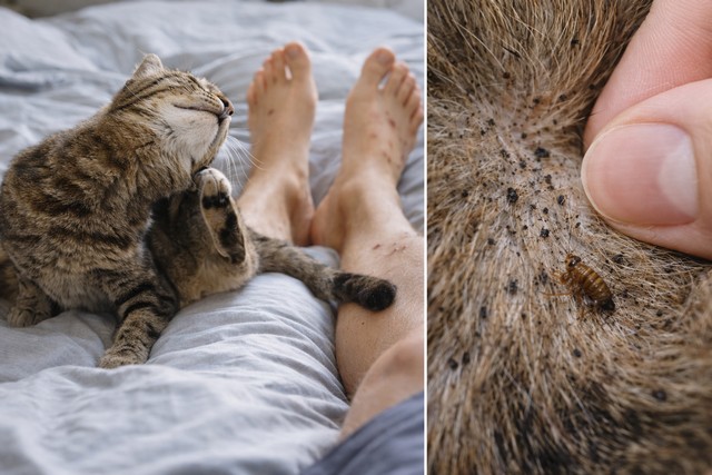 Infestation de puces à la maison