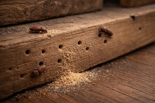 Infestation de vrillettes sur bois