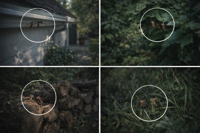 Les cachettes des moustiques à l'extérieur de votre domicile