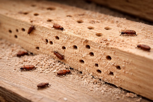 Lyctus reconnaître les signes d'infestation pour agir vite