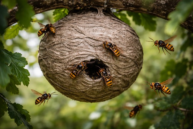 Nid de frelon Nid de frelon