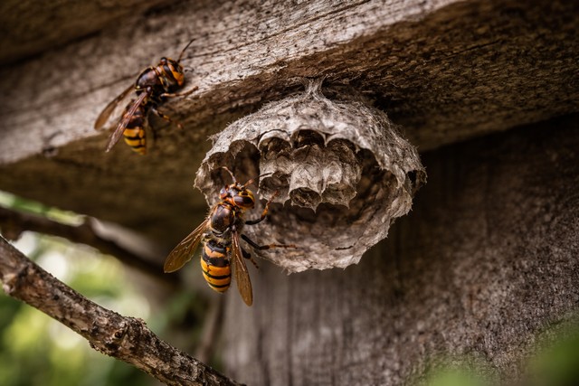 Nid de frelons en construction