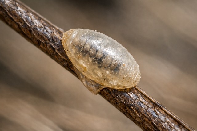 Œuf de poux sur un cheveu
