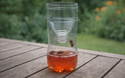 Piège à frelon asiatique : le fabriquer ou l&rsquo;acheter ?