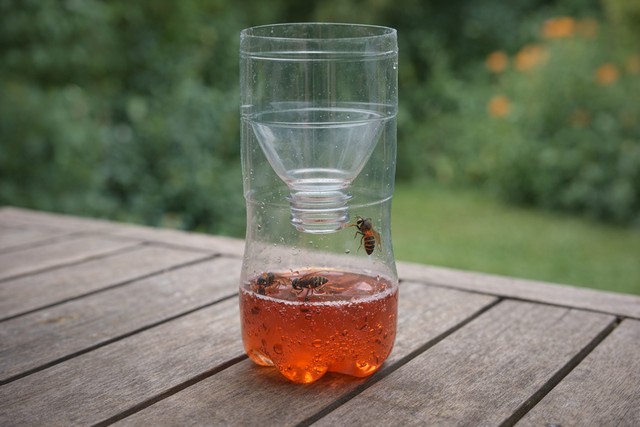 Piège à frelon asiatique fait maison