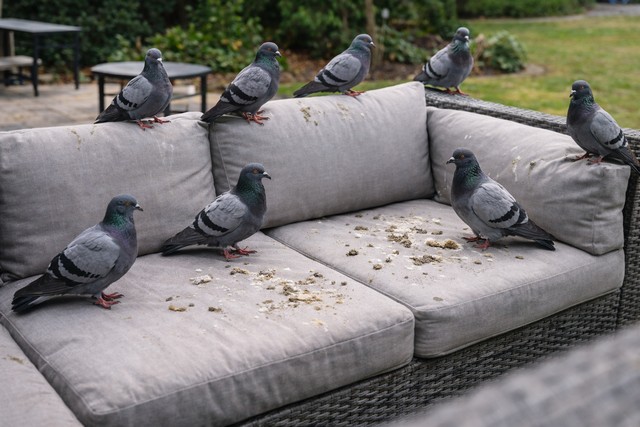 Pigeons sur canapé en osier
