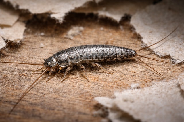 Poissons d’argent : les reconnaître et les identifier facilement