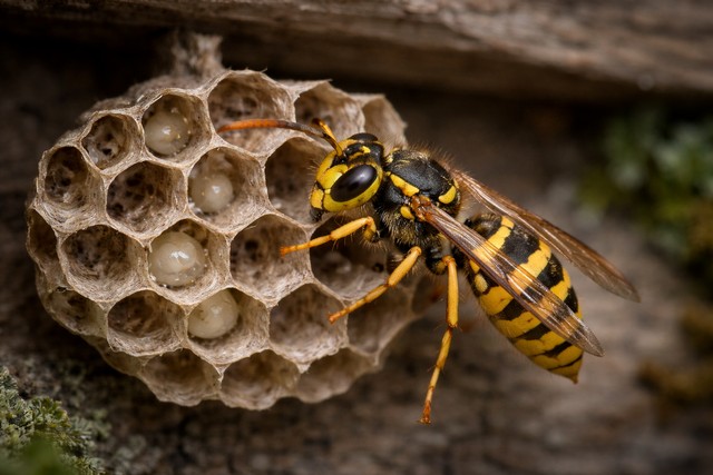 Reine guêpe Reine guêpe