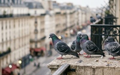 Répulsif pigeon : naturel, mécanique, chimique : quelle solution ?