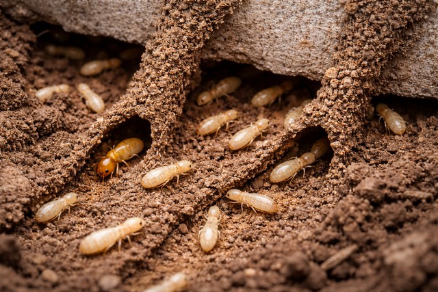 Termites : à quoi ressemblent-elles ?