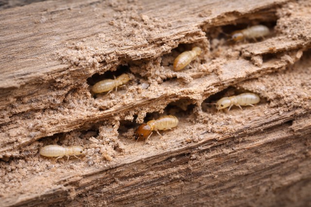 Termites : repérer leur présence facilement
