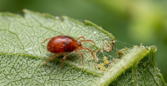 araignée rouge sur une feuille verte