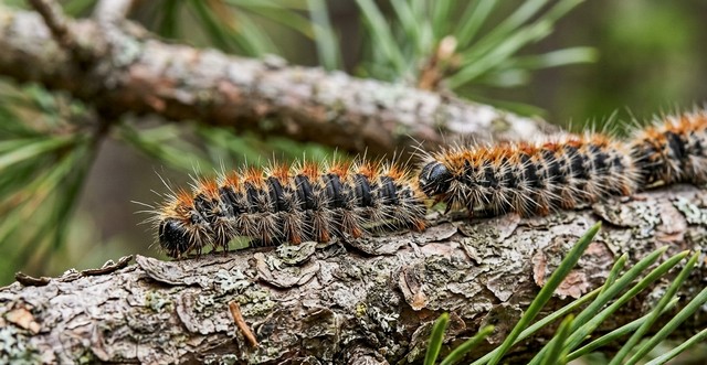 chenille processionnaire du pin