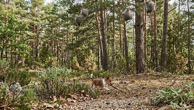 chien exposé à une chenille processionnaire