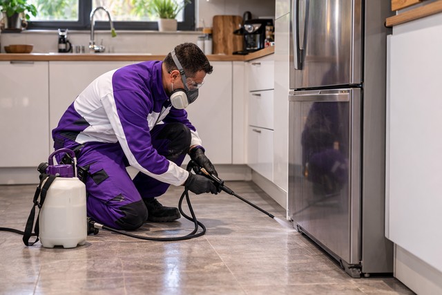 désinsectisation cafards