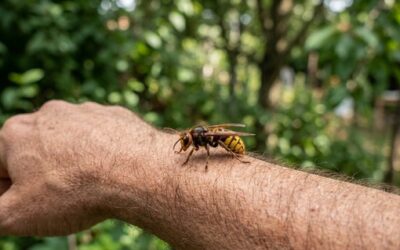 Piqûre de guêpe : premiers secours et symptômes
