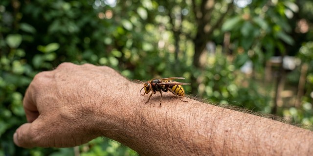 guêpe qui pique