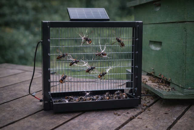 harpe électrique contre les frelons asiatiques
