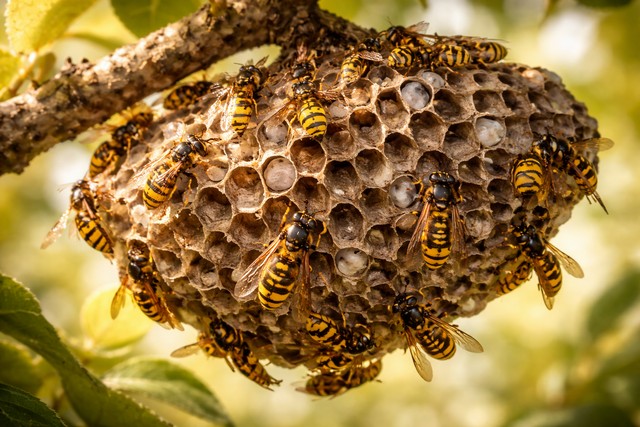 Nids de guêpes : types, construction et comment réagir