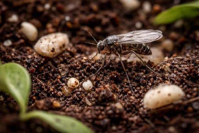 moucherons du terreau