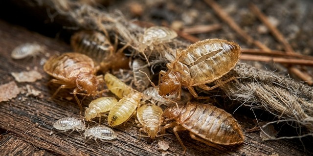 mue de punaises de lit mue de punaises de lit