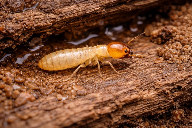 termites de bois humide