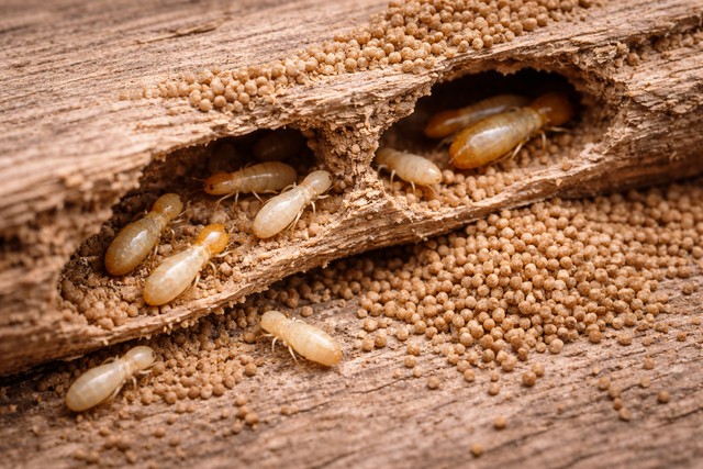 termites de bois sec