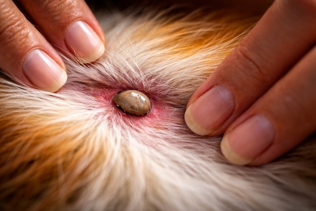 tique sur chien